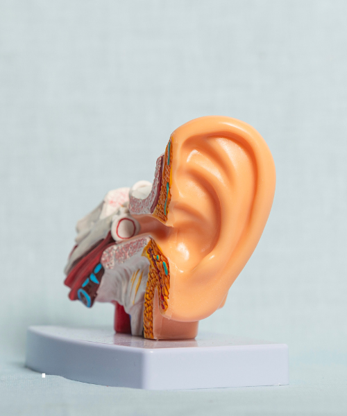 Best Ent Doctor Near Me